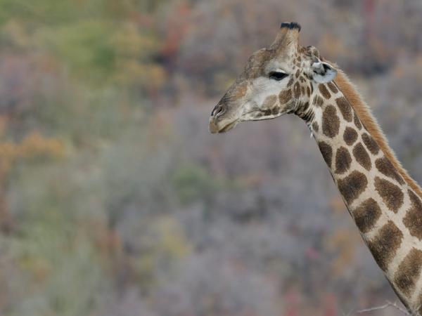<h3><a href="/trips/safari/biota/animalia/chordata/mammalia/artiodactyla/giraffidae/giraffa camelopardalis/giraffa camelopardalis-en.html">Giraffa&nbsp;camelopardalis</a> / Giraffe / Giraffe</h3>OM-1 Mark II with OLYMPUS M.300mm F4.0, 1/2000 sec at F4.0, ISO 1600, distance 44.0&nbsp;m